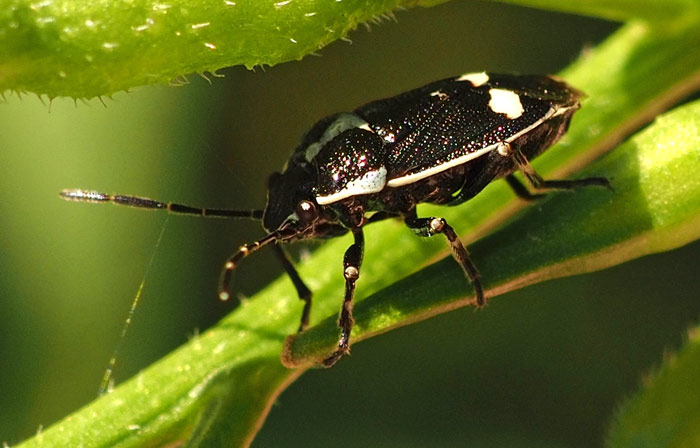 Kohlwanze, Eurydema oleraceum